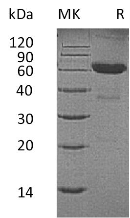 BL-0036NP: Greater than 95% as determined by reducing SDS-PAGE. (QC verified)