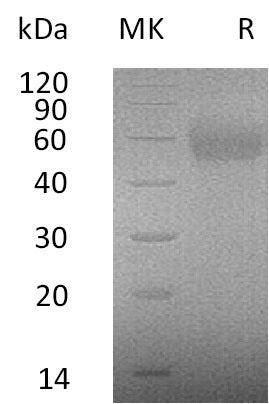 BL-0725NP: Greater than 95% as determined by reducing SDS-PAGE. (QC verified)