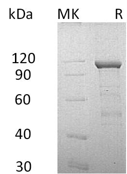 BL-0730NP: Greater than 90% as determined by reducing SDS-PAGE. (QC verified)