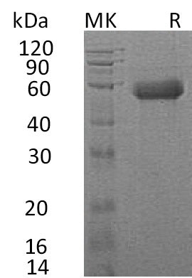 BL-0728NP: Greater than 95% as determined by reducing SDS-PAGE. (QC verified)