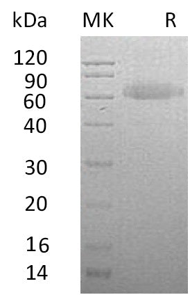 BL-0729NP: Greater than 95% as determined by reducing SDS-PAGE. (QC verified)