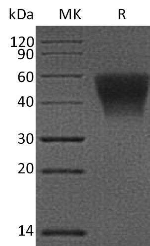 BL-1208NP: Greater than 95% as determined by reducing SDS-PAGE. (QC verified)