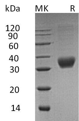 BL-0727NP: Greater than 95% as determined by reducing SDS-PAGE. (QC verified)