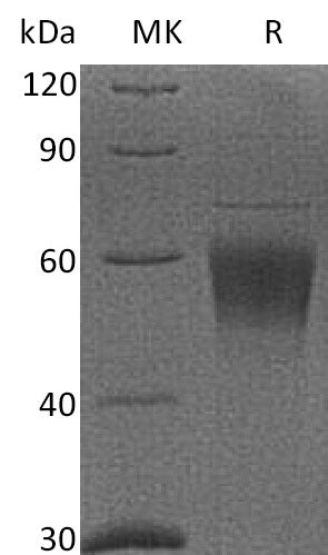 BL-2251NP: Greater than 95% as determined by reducing SDS-PAGE. (QC verified)