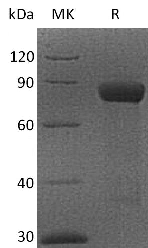 BL-2252NP: Greater than 95% as determined by reducing SDS-PAGE. (QC verified)