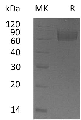 BL-0042NP: Greater than 95% as determined by reducing SDS-PAGE. (QC verified)