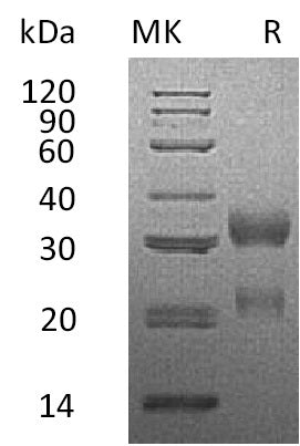 BL-2015NP: Greater than 95% as determined by reducing SDS-PAGE. (QC verified)