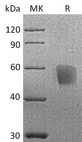 BL-0208NP: Greater than 90% as determined by reducing SDS-PAGE. (QC verified)