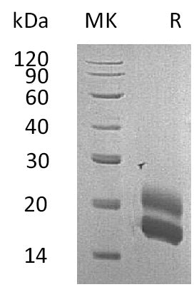 BL-0733NP: Greater than 95% as determined by reducing SDS-PAGE. (QC verified)