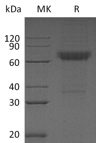 BL-0731NP: Greater than 95% as determined by reducing SDS-PAGE. (QC verified)