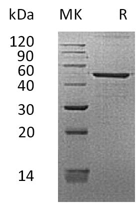 BL-0238NP: Greater than 95% as determined by reducing SDS-PAGE. (QC verified)