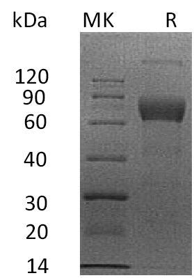 BL-1846NP: Greater than 95% as determined by reducing SDS-PAGE. (QC verified)