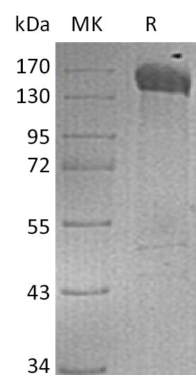 BL-0040NP: Greater than 90% as determined by reducing SDS-PAGE. (QC verified)