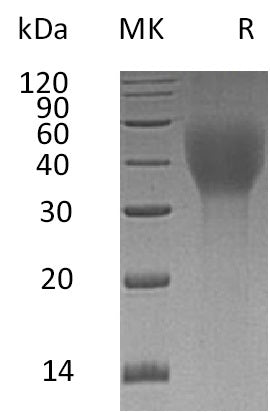 BL-0734NP: Greater than 95% as determined by reducing SDS-PAGE. (QC verified)