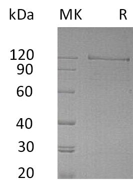 BL-2254NP: Greater than 90% as determined by reducing SDS-PAGE. (QC verified)