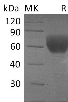 BL-0043NP: Greater than 95% as determined by reducing SDS-PAGE. (QC verified)