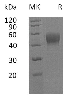 BL-0735NP: Greater than 95% as determined by reducing SDS-PAGE. (QC verified)