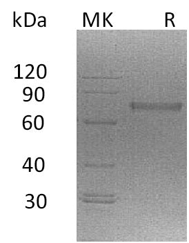 BL-0044NP: Greater than 90% as determined by reducing SDS-PAGE. (QC verified)