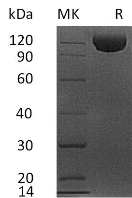 BL-1198NP: Greater than 95% as determined by reducing SDS-PAGE. (QC verified)