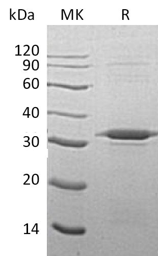 BL-2064NP: Greater than 90% as determined by reducing SDS-PAGE. (QC verified)