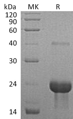 BL-2029NP: Greater than 90% as determined by reducing SDS-PAGE. (QC verified)