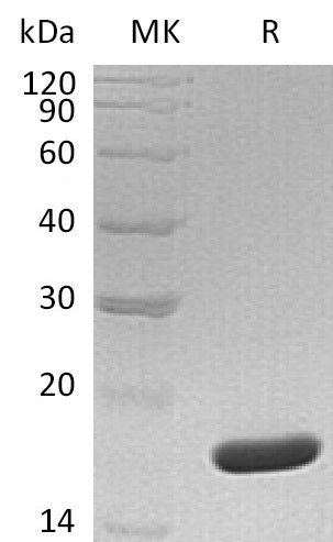 BL-0866NP: Greater than 95% as determined by reducing SDS-PAGE. (QC verified)