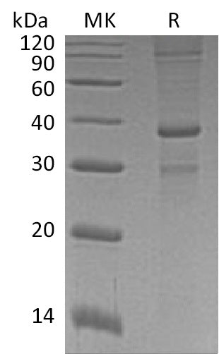 BL-2255NP: Greater than 90% as determined by reducing SDS-PAGE. (QC verified)