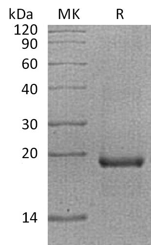 BL-0865NP: Greater than 95% as determined by reducing SDS-PAGE. (QC verified)