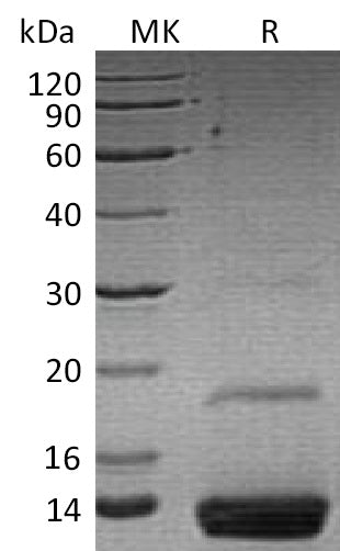 BL-0864NP: Greater than 95% as determined by reducing SDS-PAGE. (QC verified)