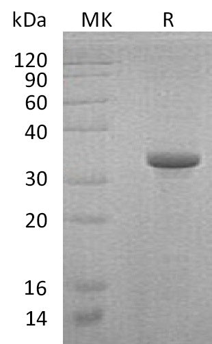 BL-1685NP: Greater than 95% as determined by reducing SDS-PAGE. (QC verified)