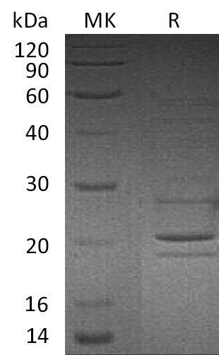 BL-1882NP: Greater than 95% as determined by reducing SDS-PAGE. (QC verified)