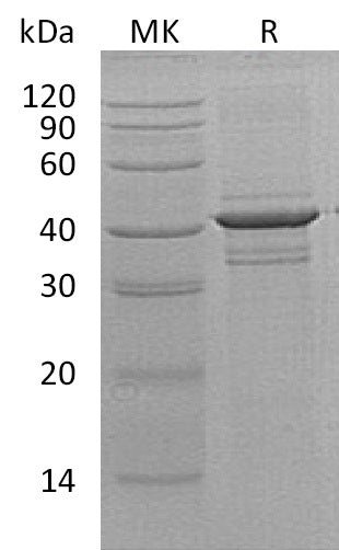 BL-1883NP: Greater than 95% as determined by reducing SDS-PAGE. (QC verified)