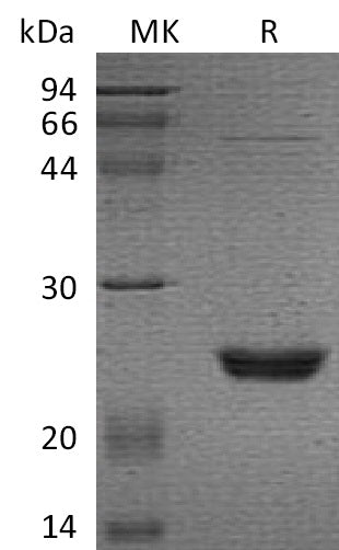 BL-2063NP: Greater than 95% as determined by reducing SDS-PAGE. (QC verified)