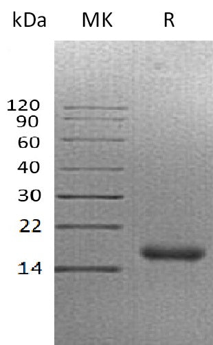 BL-1544NP: Greater than 90% as determined by reducing SDS-PAGE. (QC verified)