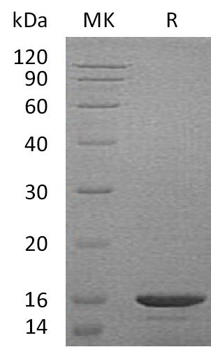 BL-1878NP: Greater than 95% as determined by reducing SDS-PAGE. (QC verified)