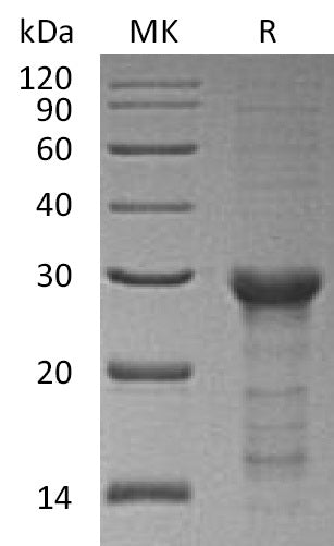 BL-0862NP: Greater than 85% as determined by reducing SDS-PAGE. (QC verified)