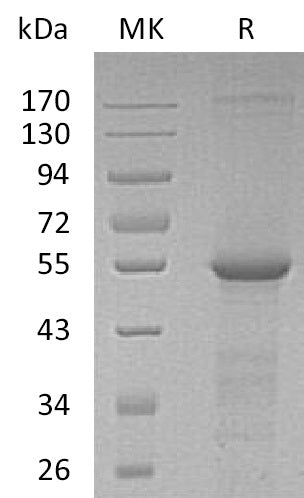 BL-0861NP: Greater than 90% as determined by reducing SDS-PAGE. (QC verified)