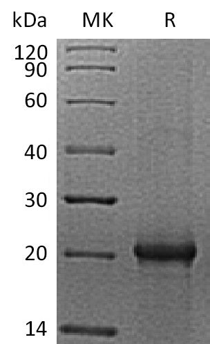 BL-1879NP: Greater than 95% as determined by reducing SDS-PAGE. (QC verified)