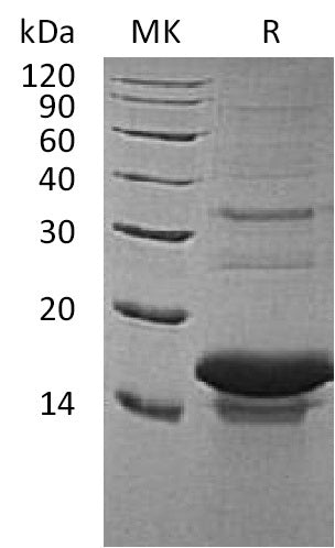 BL-0860NP: Greater than 95% as determined by reducing SDS-PAGE. (QC verified)