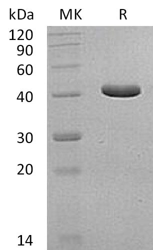 BL-1537NP: Greater than 95% as determined by reducing SDS-PAGE. (QC verified)