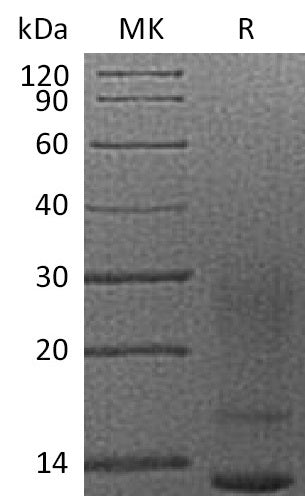 BL-1669NP: Greater than 95% as determined by reducing SDS-PAGE. (QC verified)