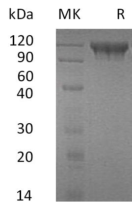 BL-0765NP: Greater than 95% as determined by reducing SDS-PAGE. (QC verified)