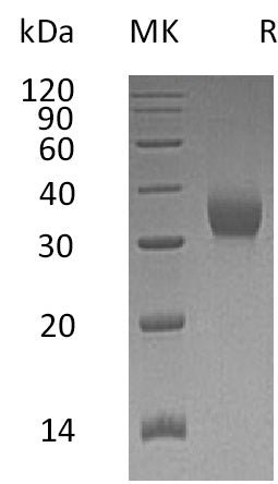 BL-0771NP: Greater than 95% as determined by reducing SDS-PAGE. (QC verified)