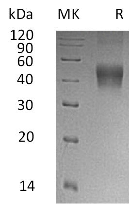 BL-0766NP: Greater than 95% as determined by reducing SDS-PAGE. (QC verified)