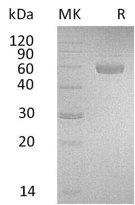 BL-0772NP: Greater than 95% as determined by reducing SDS-PAGE. (QC verified)