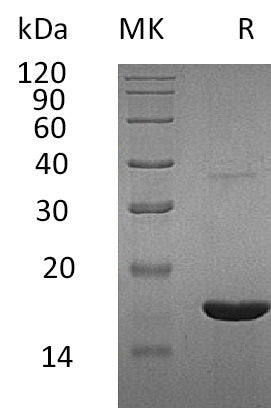 BL-0763NP: Greater than 95% as determined by reducing SDS-PAGE. (QC verified)