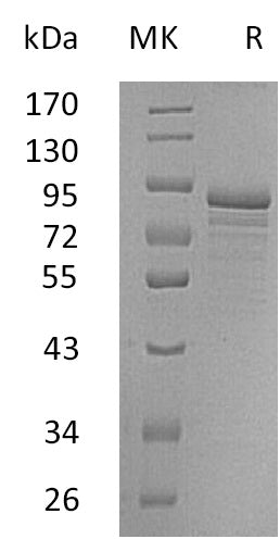 BL-0767NP: Greater than 90% as determined by reducing SDS-PAGE. (QC verified)