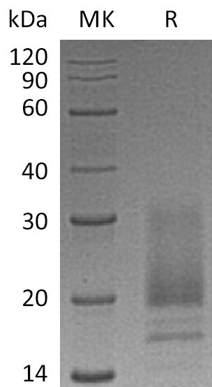 BL-0764NP: Greater than 95% as determined by reducing SDS-PAGE. (QC verified)