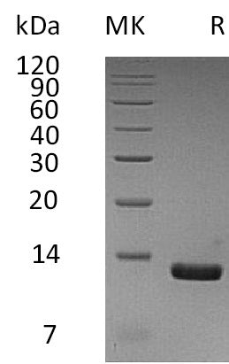 BL-0776NP: Greater than 95% as determined by reducing SDS-PAGE. (QC verified)