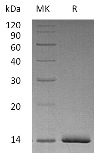 BL-0808NP: Greater than 95% as determined by reducing SDS-PAGE. (QC verified)